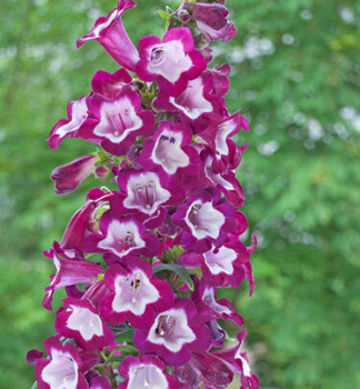 Dra��k hybridn� �PURPLE PASSION� kont. 1 l