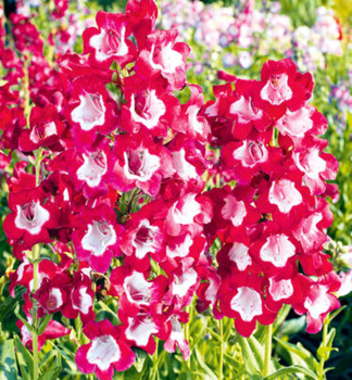 Dra��k hybridn� �RUBICUNDA�, kont. 1 l