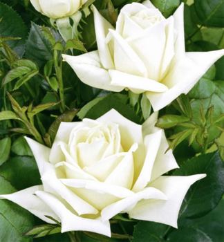 Rua krkov POLARSTERN ** Tantau, kont. 2 l