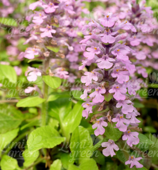 Obr�zok (9)