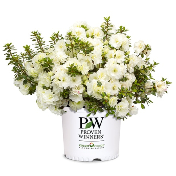 Azalka japonsk� �PERFECTO MUNDO�DOUBLE WHITE� 20-30 cm, kont. 3 l