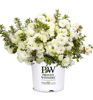 Azalka japonsk� �PERFECTO MUNDO�DOUBLE WHITE� 20-30 cm, kont. 3 l