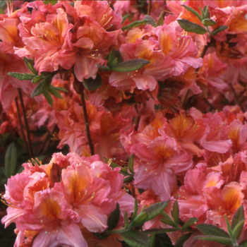 Azalka ve�kokvet� �BERRY ROSE� 10-15 cm, kont. 1,3 l