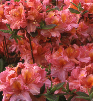 Azalka ve�kokvet� �BERRY ROSE� 10-15 cm, kont. 1,3 l