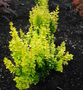 Dr�� Thunbergov �YELLOW BIRD��, kont. 1,4 l