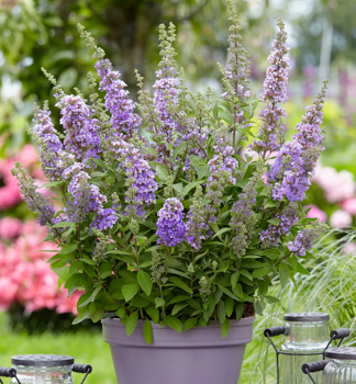 Budleja D�vidova �HIGH FIVE PURPLE�, kont. 1,4 l