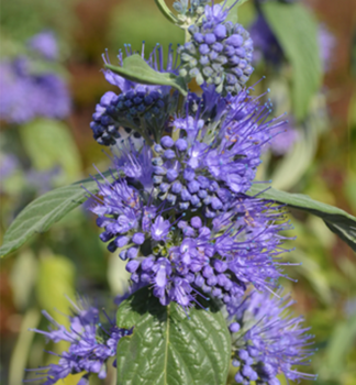 Bradavec klandonsk� �BLUE EMPIRE� 20-30 cm, kont. 3 l