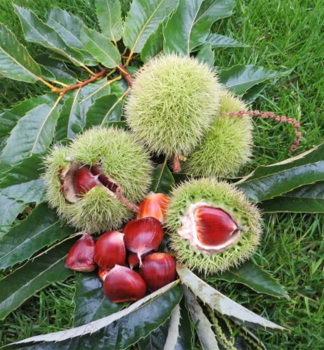 Ga�tan jedl� �LYON� na kmienku 100 cm, kont. 5 l