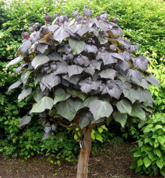 Katalpa �ervenaj�ca �PURPUREA� 50-60 cm, kont. 4 l
