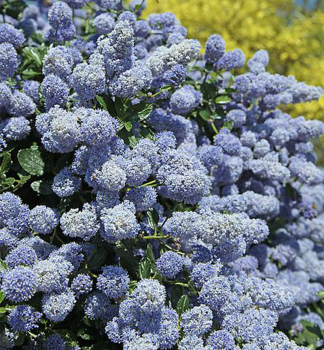 Ceanot �GLOIRE DE VERSAILLES� 40-50 cm, kont. 2 l