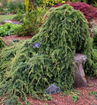 C�der libanonsk� �SARGENTII� na kmienku 40 cm, kont. 9 l