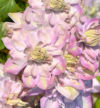 Plamienok ve�kokvet� �ANNA�S CHOICE�� 30-40 cm, kont. 1,6 l, vyviazan�