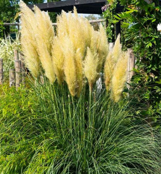 Kortad�ria - pampov� tr�va �EVITA� 40-50 cm, kont. 5 l