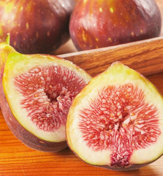 Figovn�k �MORENA�� 30-40 cm, kont. 2 l