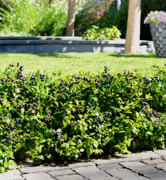 �u�oriedka �zkolist� �BERRY BUX��, kont. 0,5 l