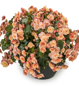 Beg�nia �SUNBRERO PEACH�, kont. 0,5 l