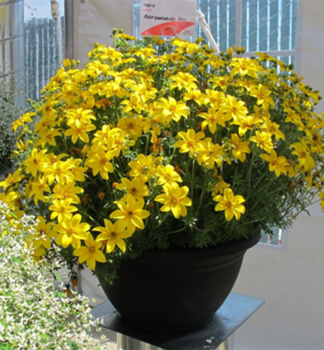 Dvojzub �BIDY GONZALES�, kont. 0,5 l