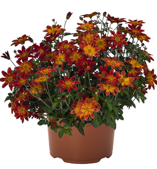 Dvojzub �BIDY BOOM RED�, kont. 0,5 l