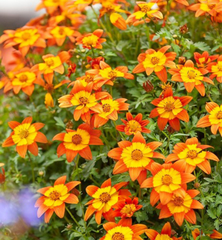 Dvojzub �BIDY BOOM FIRESIDE�, kont. 0,5 l