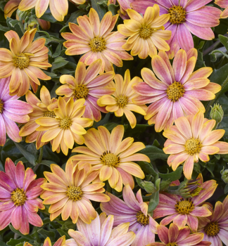 Osteospermum (africk� sedmokr�ska) �OSTICADE  DAYBREAK�, kont. 0,5 l