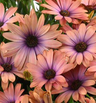 Osteospermum (africk� sedmokr�ska) �OSTICADE  AURORA�, kont. 0,5 l