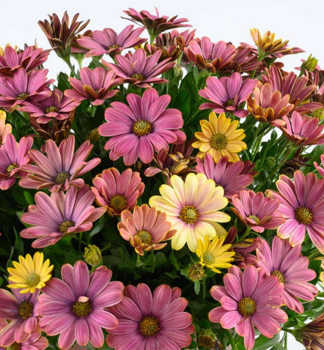 Osteospermum (africk� sedmokr�ska) �OSTICADE  TWILIGHT MOON�, kont. 0,5 l
