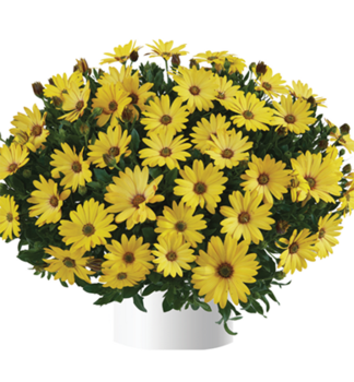 Osteospermum (africk� sedmokr�ska) �OSTICADE  YELLOW�, kont. 0,5 l