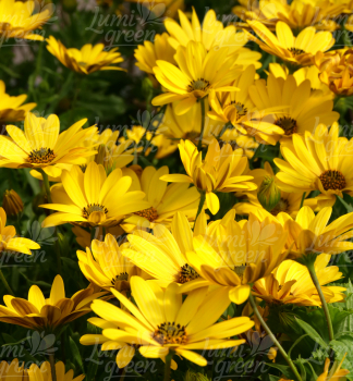 Osteospermum (africk� sedmokr�ska) �OSTICADE  YELLOW�, kont. 0,5 l