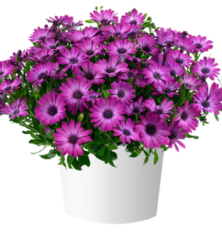 Osteospermum (africk� sedmokr�ska) �OSTICADE  MAGENTA�, kont. 0,5 l