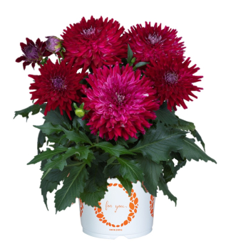 Georg�na �RASPBERRY ICE�, kont. 0,5 l