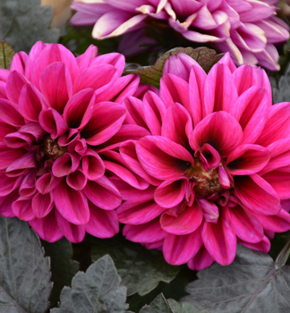 Georg�na �TEMPTATION PURPLE�, kont. 0,5 l