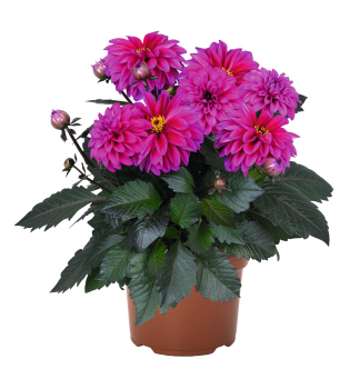 Georg�na �TEMPTATION PURPLE�, kont. 0,5 l