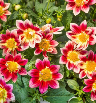 Georg�na �SUMMER BREEZE RED BICOLOUR�, kont. 0,5 l