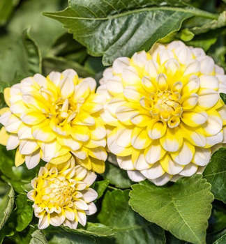 Georg�na �HYPNOTICA LEMON SWIRL �, kont. 0,5 l