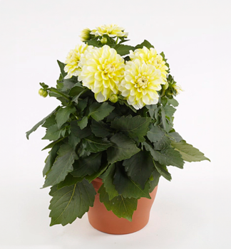 Georg�na �HYPNOTICA LEMON SWIRL �, kont. 0,5 l