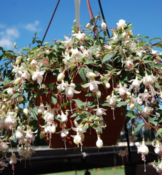 Fuksia previsnut� �HARRY GREY�, kont. 0,5 l