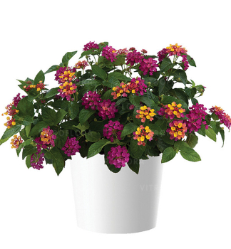 Lantana �GEM DIVA PINK�, kont. 0,5 l