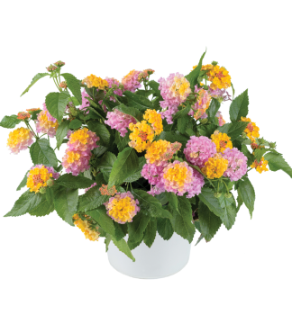 Lantana �COMPACT ROSE QUARTZ�, kont. 0,5 l