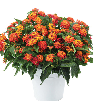 Lantana �COMPACT GEM RUBY�, kont. 0,5 l