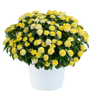 Lantana �LEMON QUARTZ�, kont. 0,5 l
