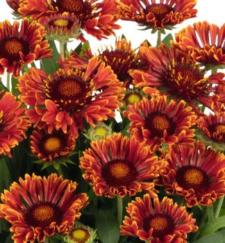 Kokarda hybridn� �SPINTOP� MARIACHI RED SKY� kont. 0,5 l