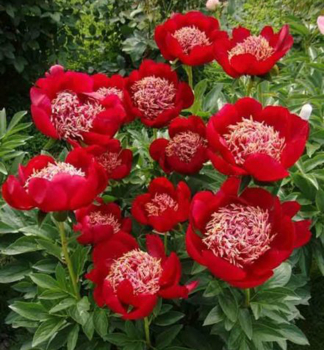 Piv�nia bylinn� �SWORD DANCE� kont. 2 l