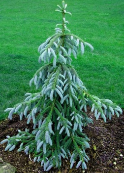 Smrek Engelmannov �BUSHS LACE� 70-80 cm, kont. 10 l