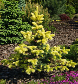 Smrek pich�av� �MAIGOLD� 50-60 cm, kont. 7,5 l