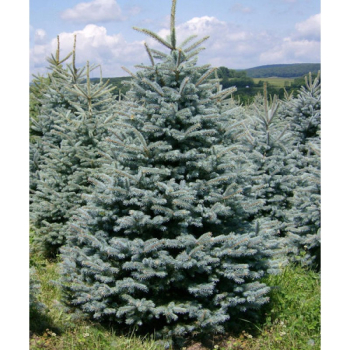 Smrek pich�av� �GLAUCA MAJESTIC BLUE� 40-60 cm, kont. 2 l