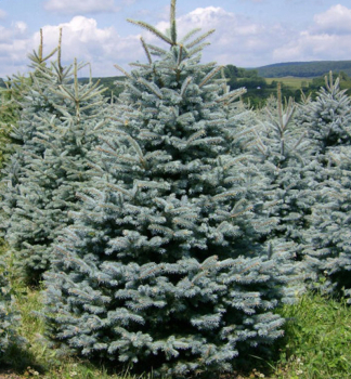 Smrek pich�av� �GLAUCA MAJESTIC BLUE� 40-60 cm, kont. 2 l