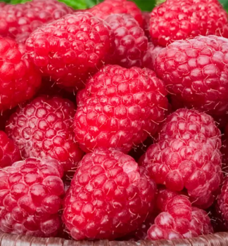 Malina �erven� �CANBY� 30-40 cm, kont. 2 l