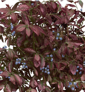 �u�oriedka kanadsk� �CABERNET SPLASH� 20-30 cm, kont. 3 l