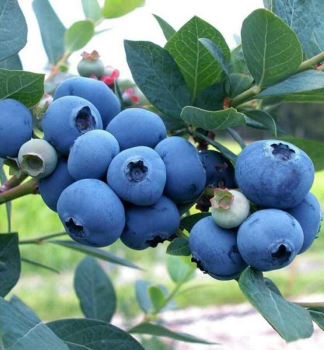 �u�oriedka kanadsk� �HORTBLUE POPPINS�� 30-40 cm, kont. 2 l