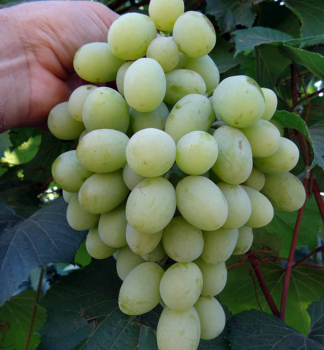 Vini� stolov� rezistentn� �ALEXA� 20-30 cm, kont. 3 l